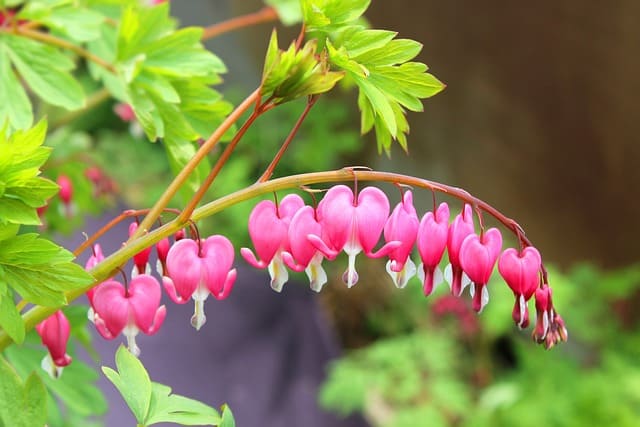 shade-tolerant plants for vertical gardens