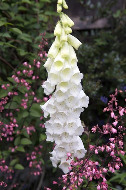 shade-tolerant plants for vertical gardens