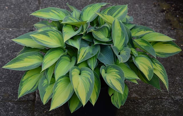 shade-tolerant plants for vertical gardens