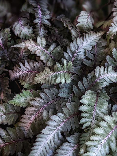 shade-tolerant plants for vertical gardens