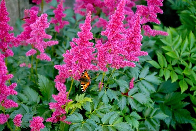  shade-tolerant plants for vertical gardens