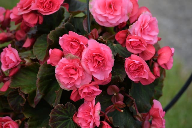 shade-tolerant plants for vertical gardens