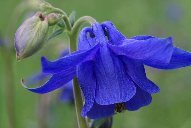 shade-tolerant plants for vertical gardens
