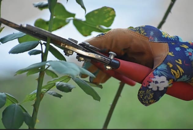pruning shears