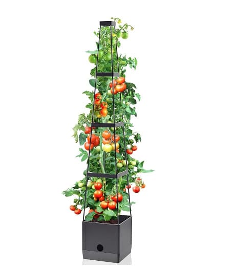 self-watering tower tomato plant