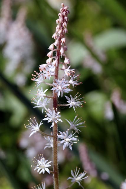 shade-tolerant plants for vertical gardens